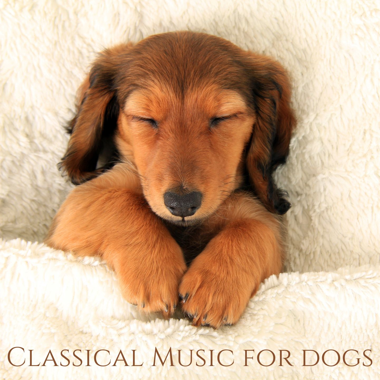 Classical Music for Dogs